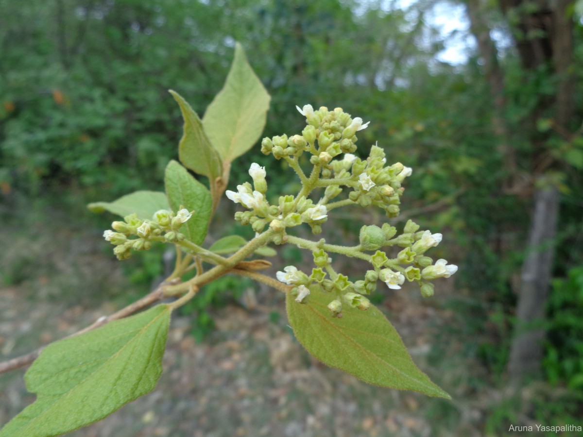 Premna tomentosa Willd.